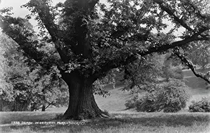 Derwent Prints: Majestic Tree in Derwent Park