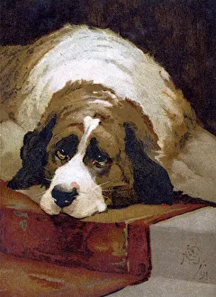 Galleries: Dogs Collection