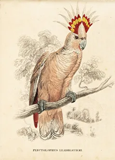 Major Mitchell's cockatoo, Lophochroa leadbeateri Major Mitchell's cockatoo, Lophochroa leadbeateri
