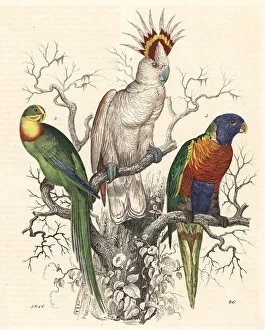 Major Mitchell's cockatoo, superb parrot Major Mitchell's cockatoo, superb parrot