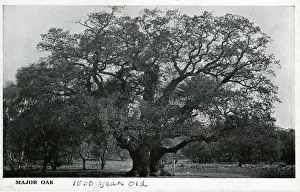 Major Oak, Edwinstowe, Nottinghamshire ?