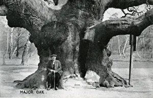 Nottinghamshire Prints: Major Oak, Edwinstowe, Nottinghamshire ?