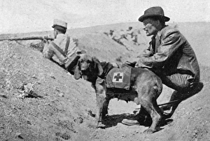 Major Richardson & ambulance dogs during Melillan campaign