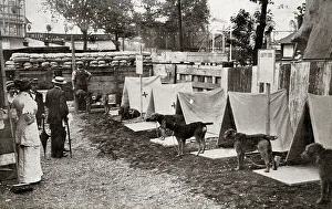 Messenger Prints: Major Richardson's Sentry and Ambulance Dogs, Earl's Court