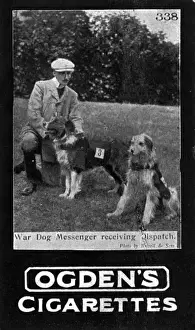 Messenger Prints: Major Richardsons war dogs - bringing in a dispatch