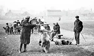Perform Prints: Making bears perform for entertainment, Victorian period
