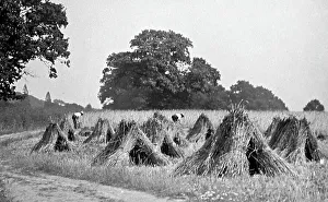 Making sheaves during haymaking, Victorian period