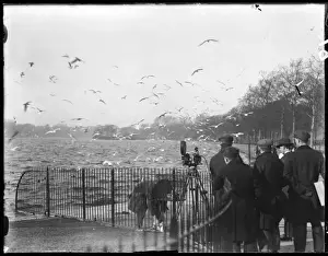 Gulls Prints: MAKING A TALKIE