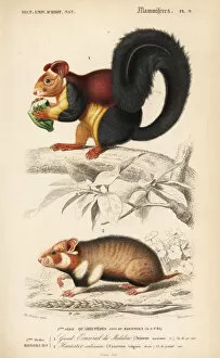 Malabar Collection: Malabar giant squirrel, Ratufa indica