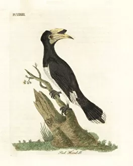 Pied Gallery: Malabar pied hornbill, Anthracoceros coronatus