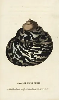 Malabar tiger shell
