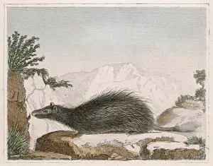 Malaca Porcupine