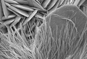 Microscope Image Gallery: Malachite