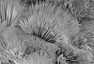 Micro Photography Gallery: Malachite