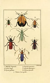 Malachite beetle, net winged beetle, etc