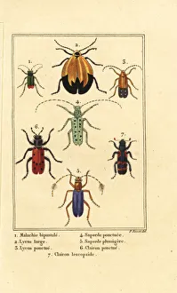 Images Dated 31st March 2020: Malachite beetle, net winged beetle, etc