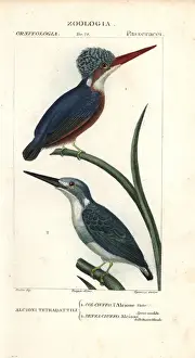 Malachite kingfisher, Alcedo cristata