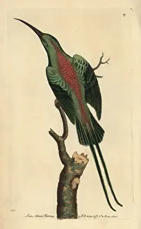Malachite sunbird or shining creeper, Nectarinia