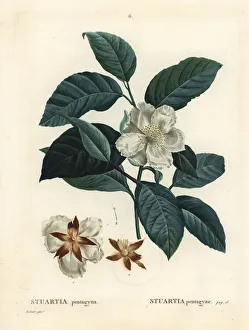Arbustes Gallery: Malachodendron pentagynum