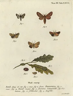 Phalaena Collection: Malacosoma franconicum moth and festoon, Apoda limacodes
