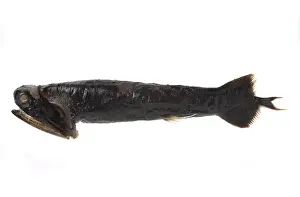 Malacosteus niger, stoplight loosejaw