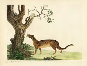 Madagascar Collection: Malagasy civet, Fossa fossana