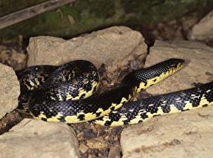 Malagasy Collection: Malagasy Giant Hognose Snake