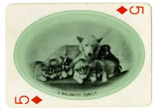 A Malamute Family