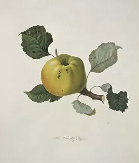 Edible Gallery: Malas domestica, apple (Wormsley Pippin Apple)