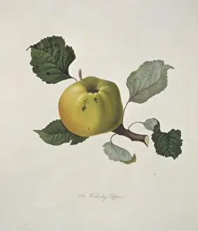 Juicy Prints: Malas domestica, apple (Wormsley Pippin Apple)