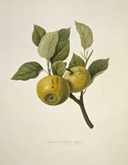 Pomona Londinensis Prints: Malas sp. apple (Hughess New Golden Pippin Apple)