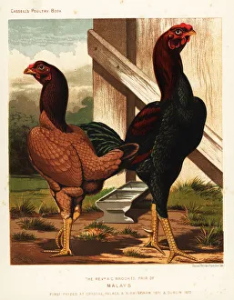Ornithology Prints: Malay cock and hen