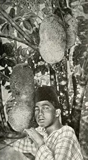 Malay man gathering bread from tree, South East Asia