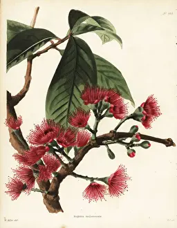 Malay rose apple, Syzygium malaccense