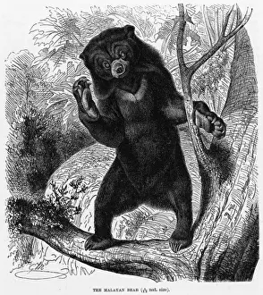 Thibetanus Prints: Malayan Bear
