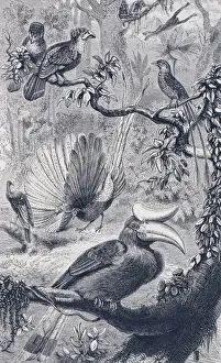 Eutheria Prints: A Malayan forest, with its characteristic birds