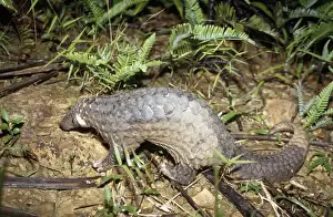 Foraging Prints: Malayan Pangolin
