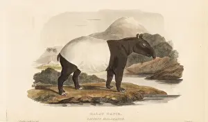 Griffith Prints: Malayan tapir, Tapirus indicus. Endangered