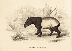 Malayan tapir, Tapirus indicus. Endangered