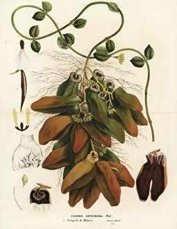 Malayan urn vine, Dischidia major