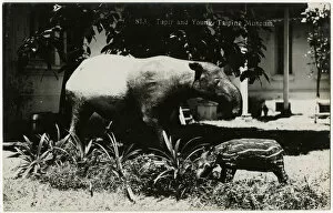 Malaysia - Stuffed Tapir and Young - Perak Museum, Taiping