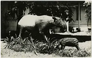 Stuffed Prints: Malaysia - Stuffed Tapir and Young - Perak Museum, Taiping