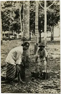 Bark Prints: Malaysia - tapping rubber trees