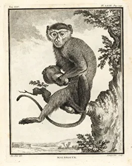 Leclerc Gallery: Malbrouck, Chlorocebus cynosuros