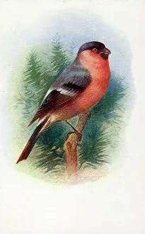 Bullfinch Collection: Male Bullfinch