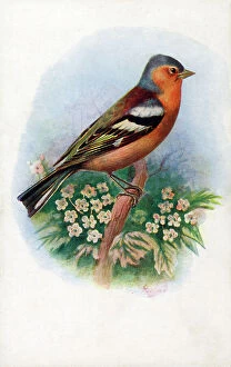 Chaffinch Collection: Male Chaffinch