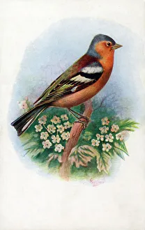 Male Chaffinch