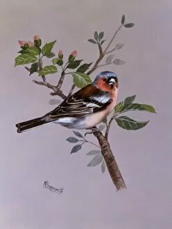 Birds Collection: A male Chaffinch