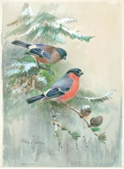 Roland Prints: Male and female Bullfinches