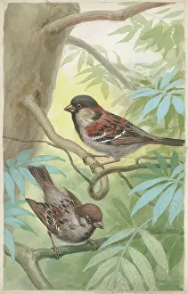 Sparrow Gallery: Male and female House Sparrow